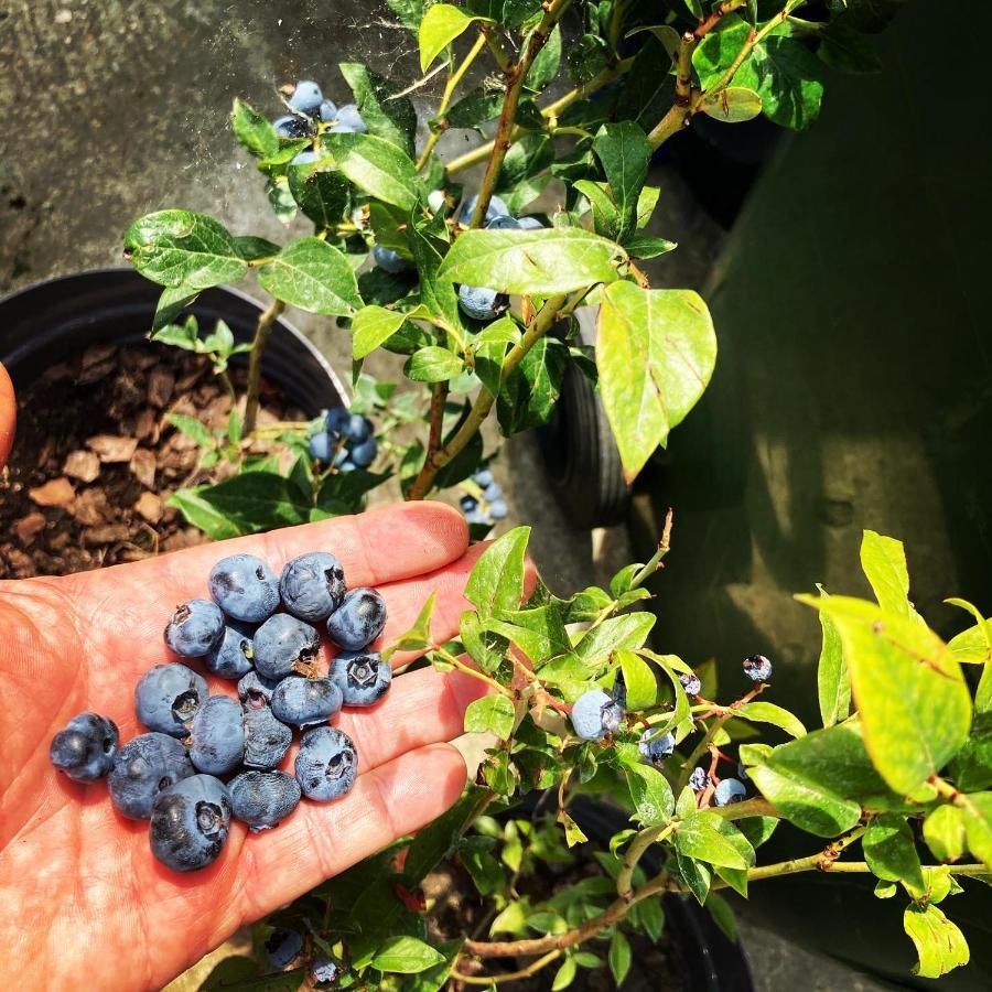 Apartamento Charlie&Blueberries Belgrado Exterior foto